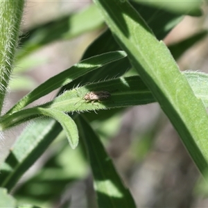 Unidentified True bug (Hemiptera, Heteroptera) at Lyons, ACT by ran452