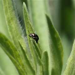 Unidentified Beetle (Coleoptera) at Lyons, ACT - 12 Dec 2024 by ran452