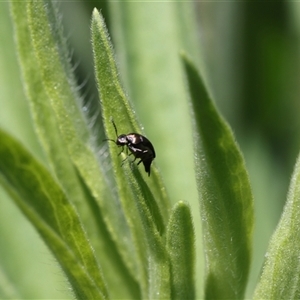 Unidentified Beetle (Coleoptera) at Lyons, ACT by ran452