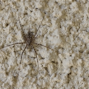 Tamopsis sp. (genus) (Two-tailed spider) at Lyons, ACT by ran452