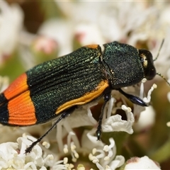 Castiarina kerremansi (A jewel beetle) at Karabar, NSW - 12 Dec 2024 by DianneClarke