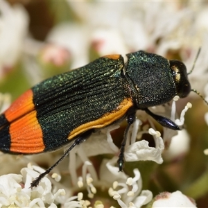 Castiarina kerremansi at Karabar, NSW - 12 Dec 2024