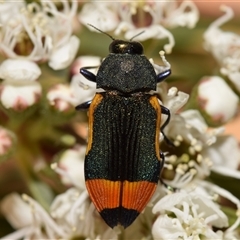 Castiarina kerremansi at Karabar, NSW - 12 Dec 2024