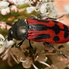 Castiarina indistincta (Jewel Beetle) at Karabar, NSW - 12 Dec 2024 by DianneClarke