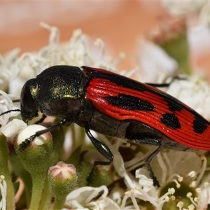 Castiarina indistincta at Karabar, NSW - suppressed