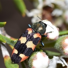 Castiarina sexplagiata (Jewel beetle) at Karabar, NSW - 11 Dec 2024 by DianneClarke