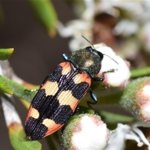 Castiarina sexplagiata (Jewel beetle) at Karabar, NSW by DianneClarke