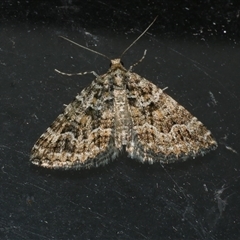 Xanthorhoe xanthospila at Freshwater Creek, VIC - 16 Apr 2020 by WendyEM