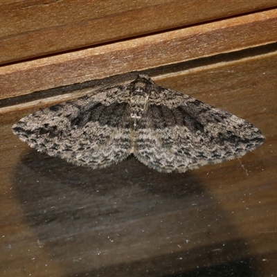 Aponotoreas dascia (Dascia Carpet (Larentiinae)) at Freshwater Creek, VIC - 17 Apr 2020 by WendyEM