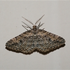 Aponotoreas dascia (Dascia Carpet (Larentiinae)) at Freshwater Creek, VIC - 16 Apr 2020 by WendyEM