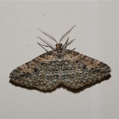 Aponotoreas dascia (Dascia Carpet (Larentiinae)) at Freshwater Creek, VIC - 16 Apr 2020 by WendyEM
