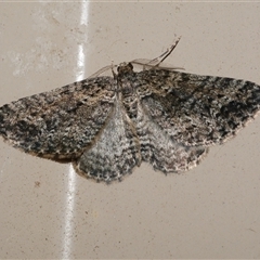 Aponotoreas dascia (Dascia Carpet (Larentiinae)) at Freshwater Creek, VIC - 17 Apr 2020 by WendyEM