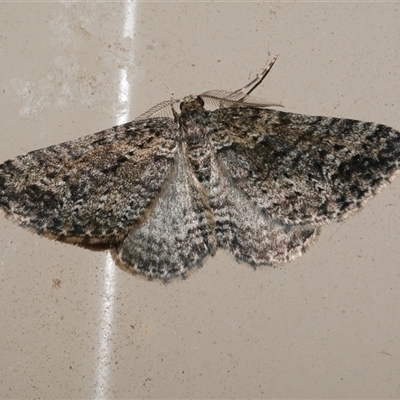 Aponotoreas dascia (Dascia Carpet (Larentiinae)) at Freshwater Creek, VIC - 17 Apr 2020 by WendyEM