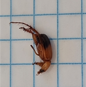 Phyllotocus macleayi (Nectar scarab) at Isaacs, ACT by Mike