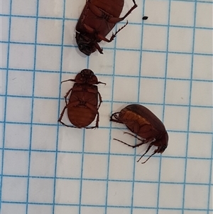 Sericesthis nigrolineata (Dusky pasture scarab) at Isaacs, ACT by Mike