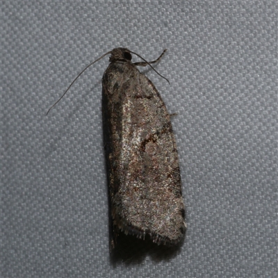 Meritastis pyrosemana (A Tortricid moth) at Freshwater Creek, VIC - 15 Apr 2020 by WendyEM