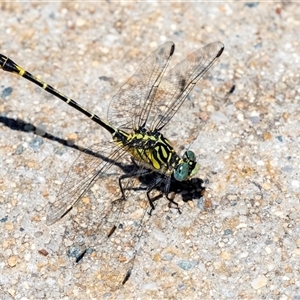 Austrogomphus australis at Gungahlin, ACT - 12 Dec 2024