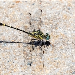 Austrogomphus australis at Gungahlin, ACT - 12 Dec 2024