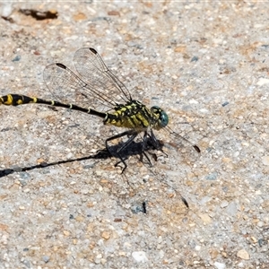 Austrogomphus australis at Gungahlin, ACT - 12 Dec 2024