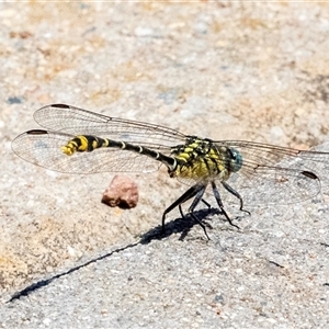 Austrogomphus australis at Gungahlin, ACT - 12 Dec 2024