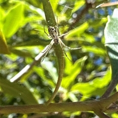 Unidentified Other web-building spider at Aranda, ACT - 12 Dec 2024 by Jubeyjubes