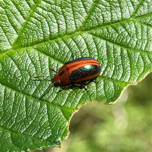 Calomela curtisi (Acacia leaf beetle) at Googong, NSW by Wandiyali