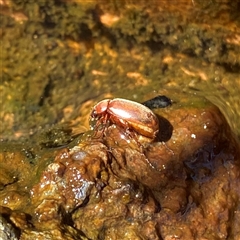 Unidentified Beetle (Coleoptera) at Googong, NSW - 7 Dec 2024 by Wandiyali