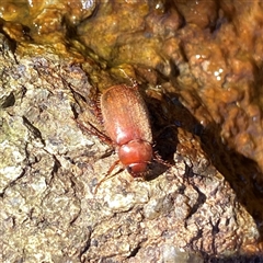 Melolonthinae (subfamily) at Googong, NSW - suppressed