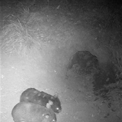 Vombatus ursinus (Common wombat, Bare-nosed Wombat) at Kangaroo Valley, NSW - 11 Nov 2024 by lbradley