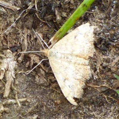 Scopula (genus) at West Hobart, TAS - 12 Dec 2024 by VanessaC