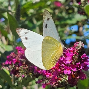 Appias paulina (Yellow Albatross) at Braidwood, NSW by MatthewFrawley