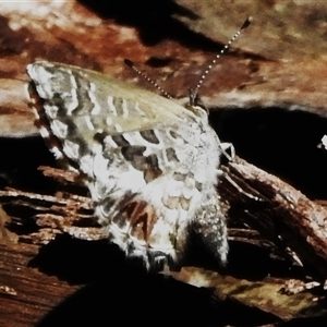 Neolucia agricola (Fringed Heath-blue) at Cotter River, ACT by JohnBundock