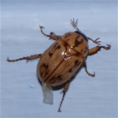 Cyclocephala signaticollis (Argentinian scarab) at Turner, ACT - 10 Dec 2024 by ConBoekel