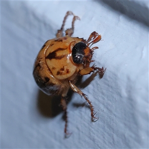 Cyclocephala signaticollis at Turner, ACT - 10 Dec 2024 08:53 PM