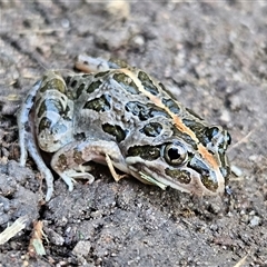 Limnodynastes tasmaniensis (Spotted Grass Frog) at Braidwood, NSW - 12 Dec 2024 by MatthewFrawley