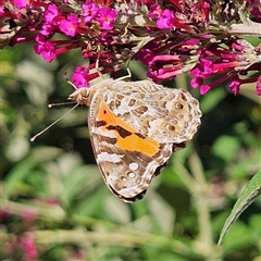 Vanessa kershawi (Australian Painted Lady) at Braidwood, NSW - 12 Dec 2024 by MatthewFrawley