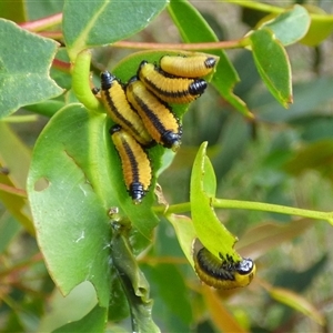 Paropsisterna cloelia at West Hobart, TAS by VanessaC