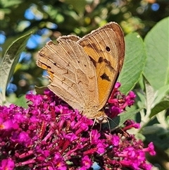 Heteronympha merope (Common Brown Butterfly) at Braidwood, NSW - 12 Dec 2024 by MatthewFrawley