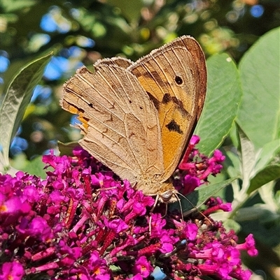 Heteronympha merope (Common Brown Butterfly) at Braidwood, NSW - 12 Dec 2024 by MatthewFrawley