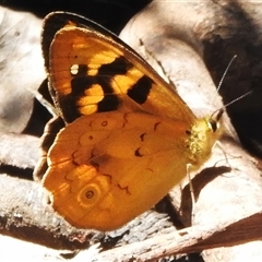 Heteronympha solandri (Solander's Brown) at Cotter River, ACT - 12 Dec 2024 by JohnBundock