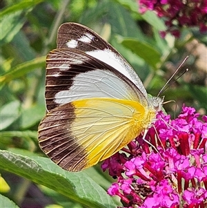 Appias paulina at Braidwood, NSW - 12 Dec 2024