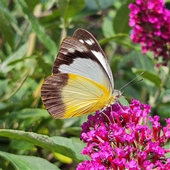 Appias paulina at Braidwood, NSW - 12 Dec 2024