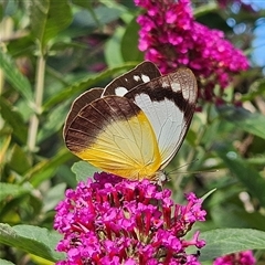 Appias paulina at Braidwood, NSW - 12 Dec 2024