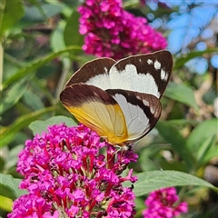 Appias paulina at Braidwood, NSW - 12 Dec 2024