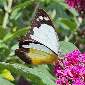 Appias paulina at Braidwood, NSW - 12 Dec 2024