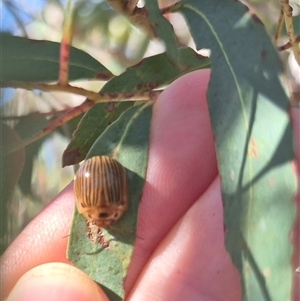 Paropsisterna intacta (Eucalyptus Leaf Beetle) at Captains Flat, NSW by clarehoneydove