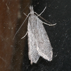 Phryganeutis cinerea at Freshwater Creek, VIC - 17 Apr 2020 by WendyEM