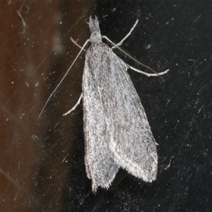 Phryganeutis cinerea at Freshwater Creek, VIC by WendyEM