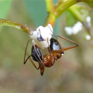 Camponotus consobrinus at West Hobart, TAS by VanessaC