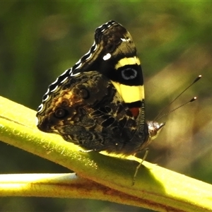 Vanessa itea (Yellow Admiral) at Cotter River, ACT by JohnBundock